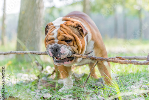 Playful English bulldog