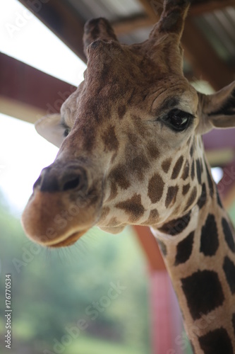 Giraffe in Captivity in a Zoo © holly