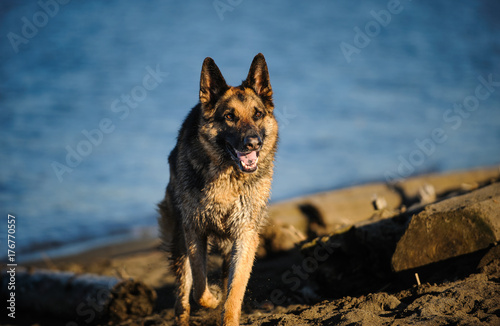 German Shepherd dog on beach with driftwood © everydoghasastory