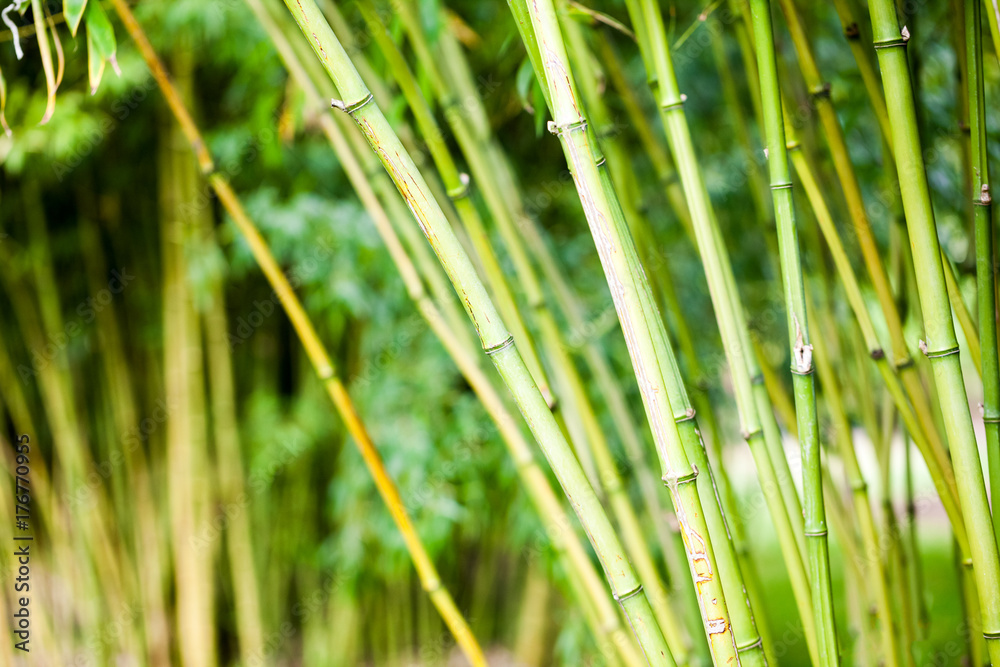 Obraz premium Bamboo plants with details in Royal Kew Gardens, London 