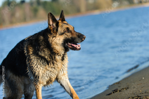 German Shepherd dog at beach © everydoghasastory