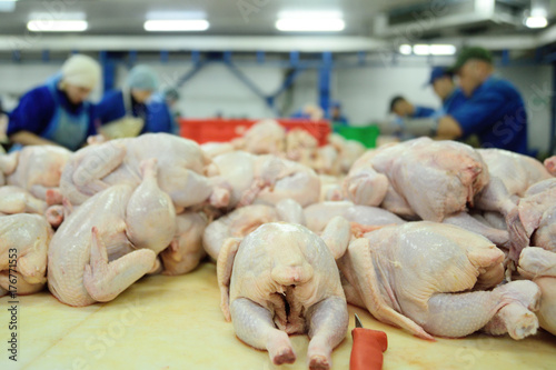 the poultry processing in food industry. Deboning chicken.