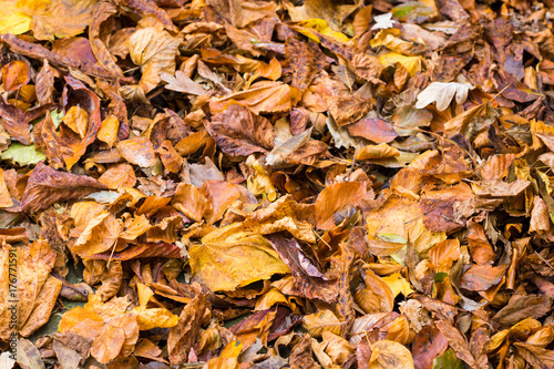 brown and golden autumn leaves on the ground