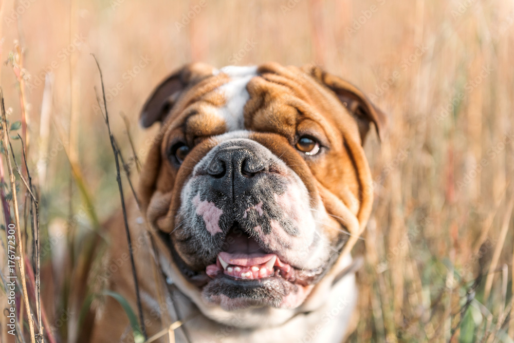 Bulldog portrait in the orange grass,selective focus