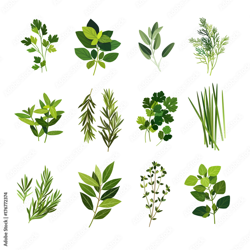 Clip art illustrations of common culinary herbs such as parsley, basil, sage,  dill, mint, rosemary, coriander, chives, tarragon, bay leaf, thyme and  oregano Stock Vector | Adobe Stock