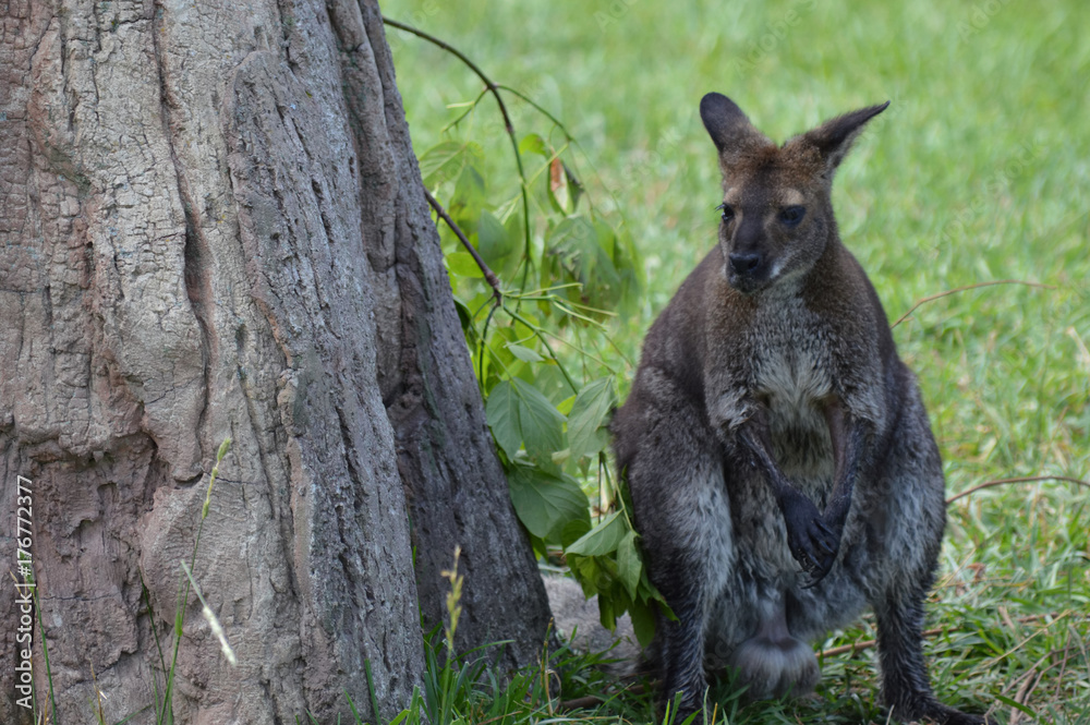 Fototapeta premium Wallaby in the outdoors