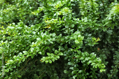 Branches of beautiful green plant outdoors