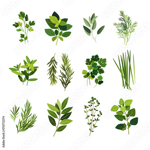 Clip art illustrations of common culinary herbs such as parsley, basil, sage, dill, mint, rosemary, coriander, chives, tarragon, bay leaf, thyme and oregano