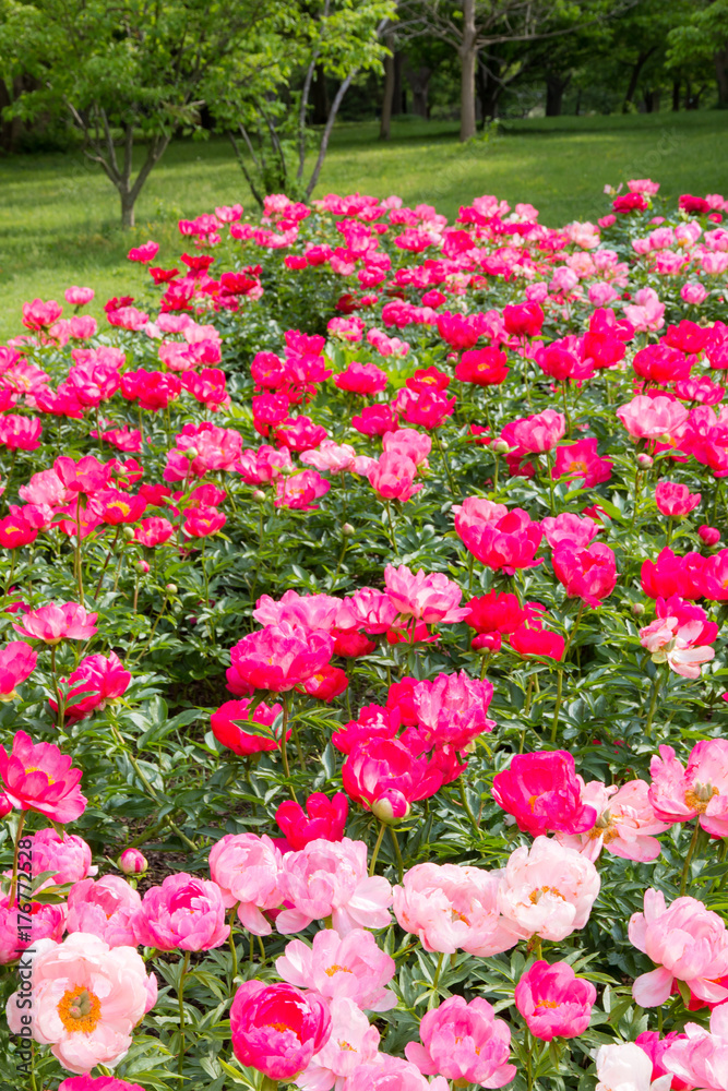 Blooming pink peony flowers in park garden
