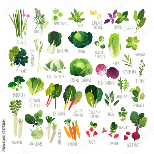 Clipart collection of vegetables and common culinary herbs