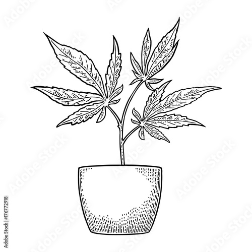 Marijuana plant with leaf in pot. Vintage engraving