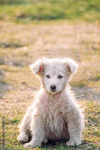 Little beautiful dog posing outdoor,selective focus