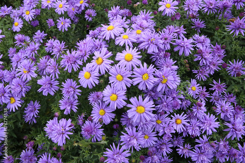 Violet Alpine Aster. Decorative garden flowers Aster Alpinus. photo