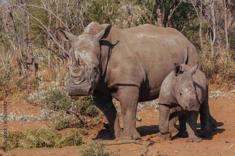 Fototapeta premium White Rhinoceros