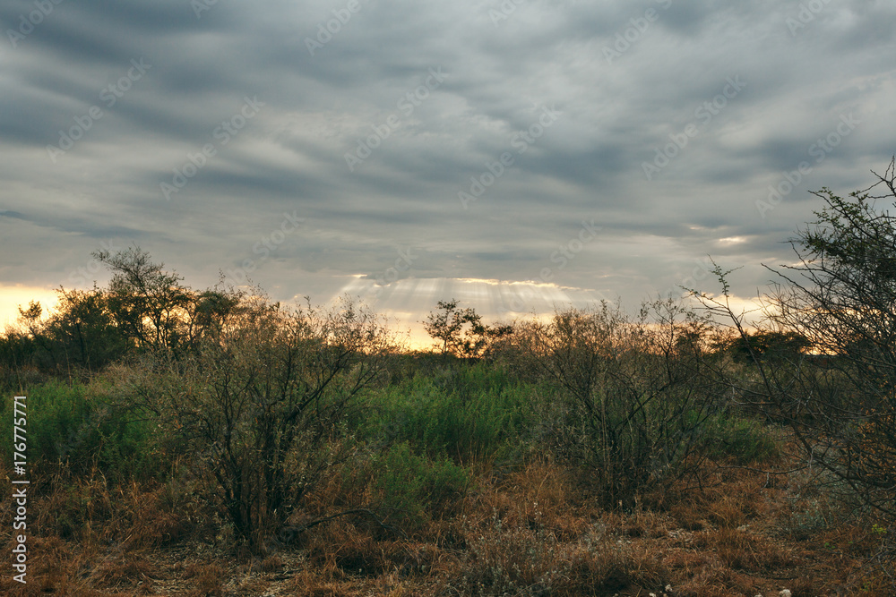 Fototapeta premium Kalahari desert