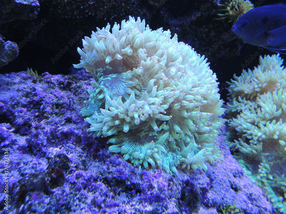 aquarium underwater coral reef aquarium underwater coral reef