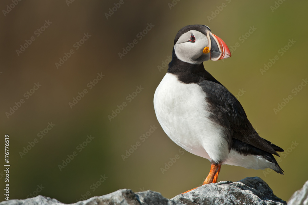 © PhotographingIceland - Puffin sitting on a cliff