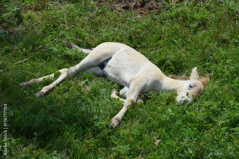 Wild Asian Horse