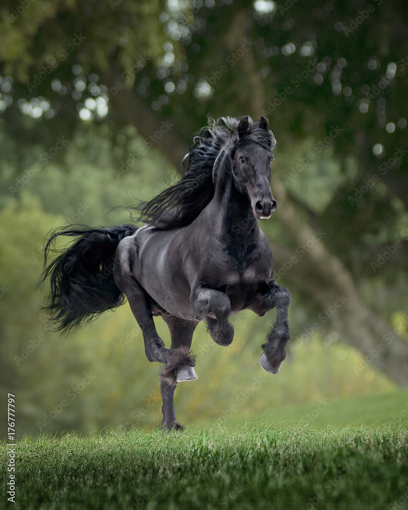 Obraz premium chestnut arabian stallion runs free in summer meadow