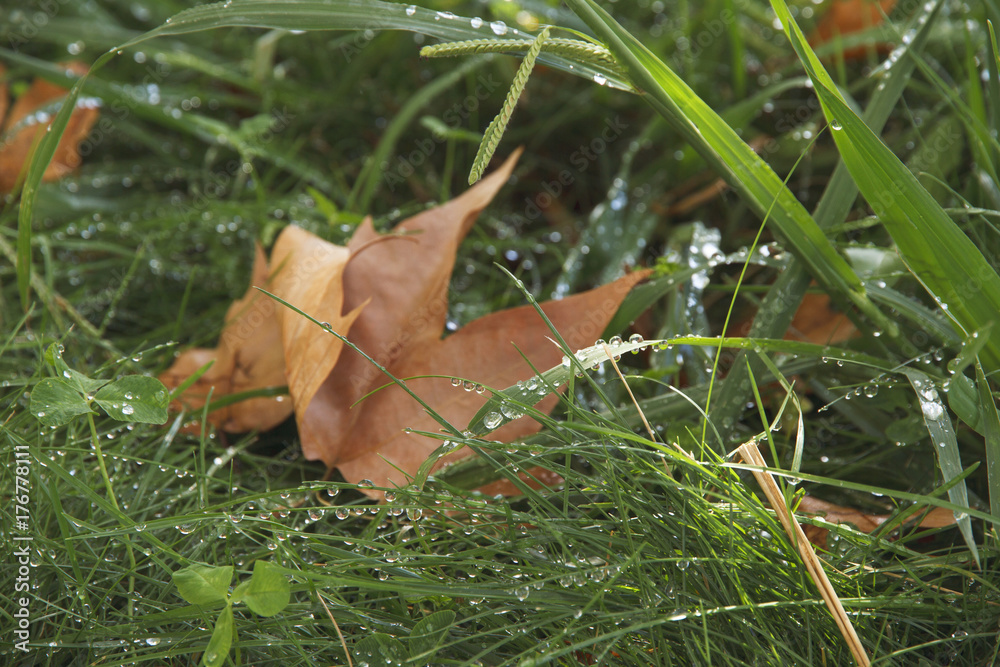 Grass in rainy drops and autumn leaves. Grass in rainy drops and autumn leaves.