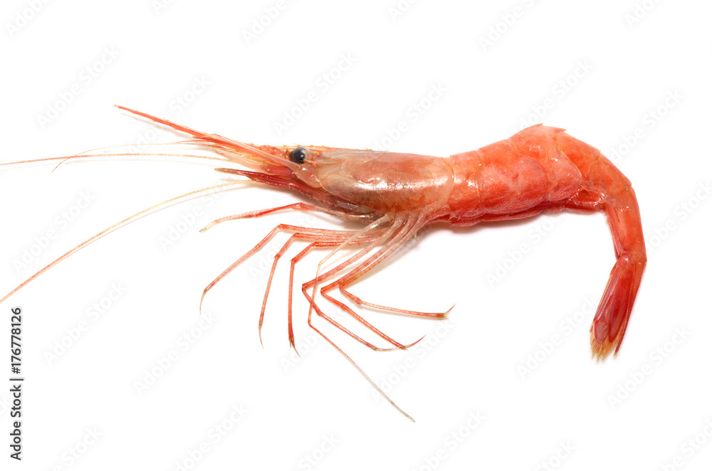 アマエビ Stock Photo Adobe Stock