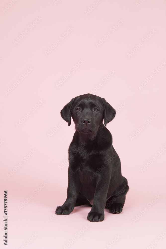 Chocolate Labrador puppy on pink background Chocolate Labrador puppy on pink background