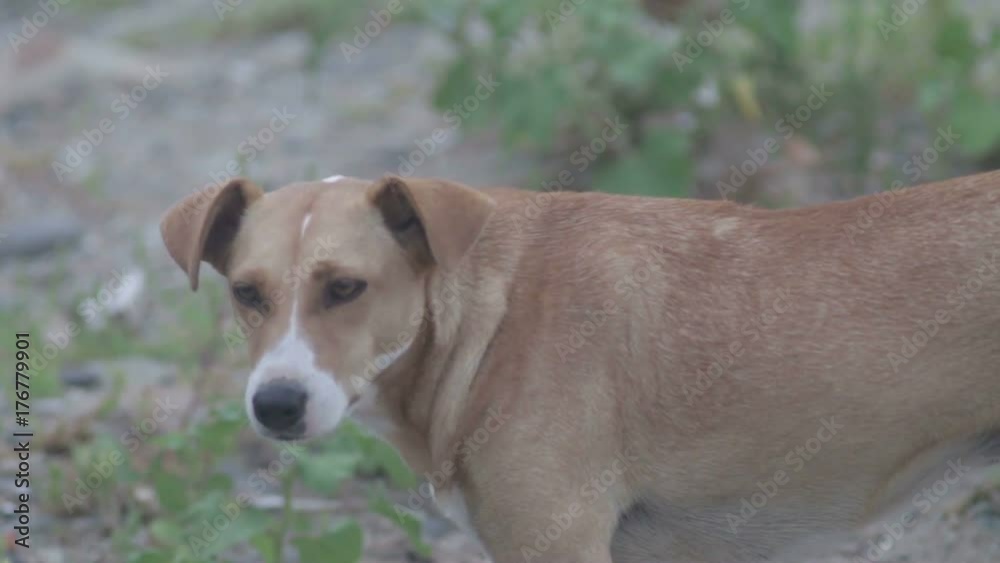 large dog with, close-up.