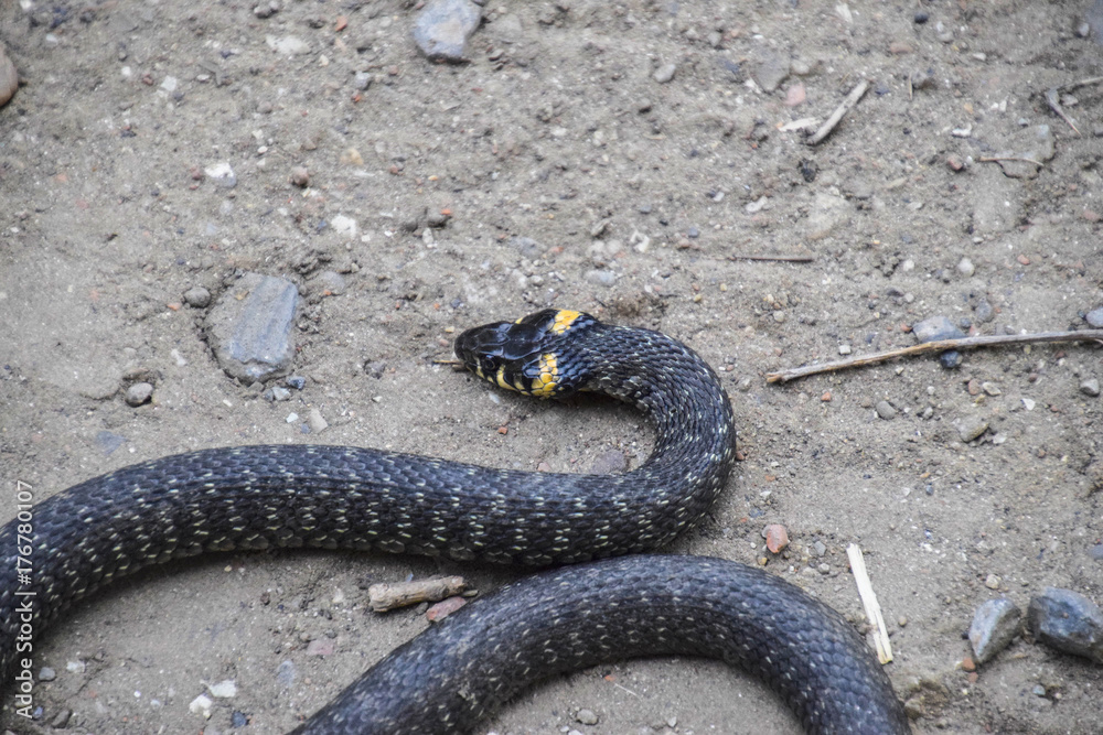 Obraz premium Grass snake, crawling along the ground. Non-poisonous snake. Frightened by the Grass snake
