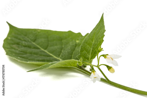 Flowers and leaves of black nightshade, lat. Solanum nígrum, poisonous plant, isolated on white background
