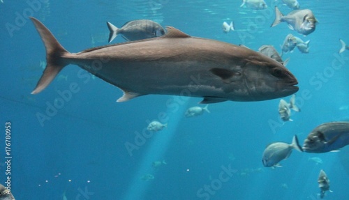 tuna bluefin fish swimming underwater known as bluefin tuna, Atlantic bluefin tuna (Thunnus thynnus) , northern bluefin tuna, giant bluefin or tunny © cheekylorns