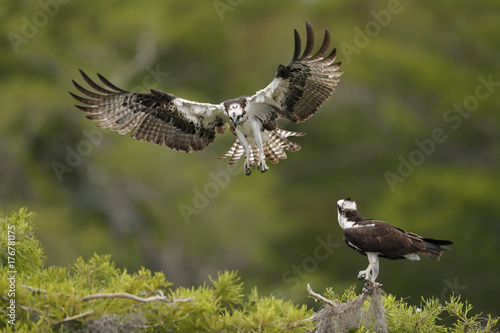 Osprey landing on nest at lake blue cypress in florida
