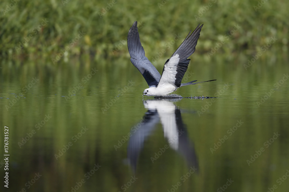 Swallow tail kite drinking water in Florida Swallow tail kite drinking water in Florida