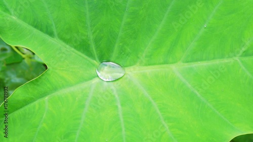 Close-up, Water drop on the lotus leaf photo