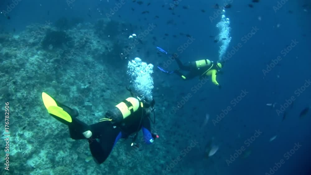 custom made wallpaper toronto digitalDivers on background of school of fish underwater on seabed in Maldives. Unique amazing video footage. Abyssal relax diving. Natural aquarium of sea and ocean. Beautiful animals.