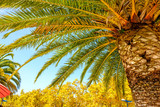 palm tree scene in portugal