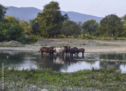 Horses walk in line with a shrinking river. The life of horses