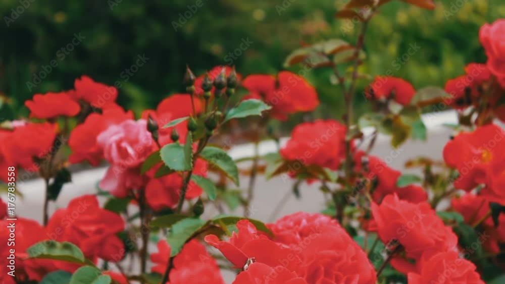 Pink roses in the Park, flower garden, tender roses growing in the garden Pink roses in the Park, flower garden, tender roses growing in the garden