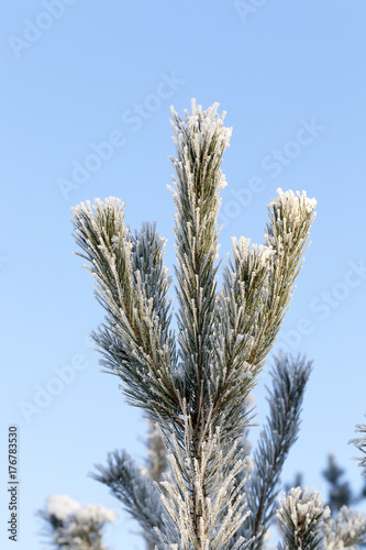 Trees under frost