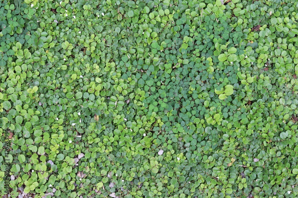 Green grass nature leaves background