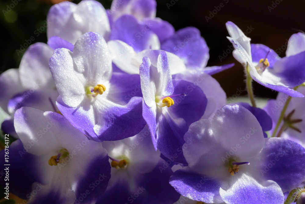 Closeup of sparkling petals on African violet plant