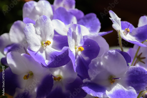 Closeup of sparkling petals on African violet plant