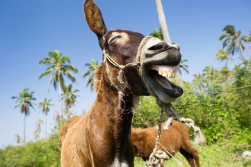 Fotobehang Ezel Hilarische ezel met brede grijns  © mexitographer
