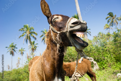 Billede på lærred Funny Horse Laughing Animal Donkey Crazy Laugh Silly Smiling Happy
