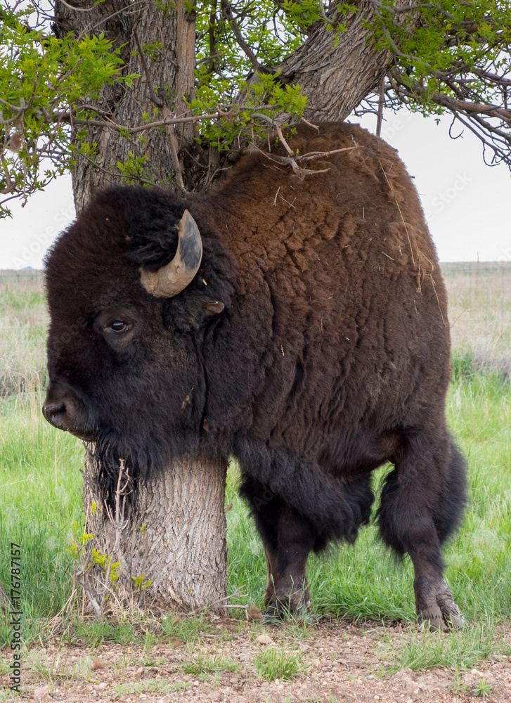 Bison scratching post Bison scratching post
