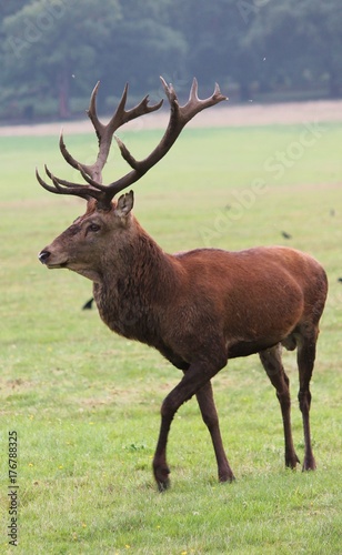 deer stag in Bushy Park red deer