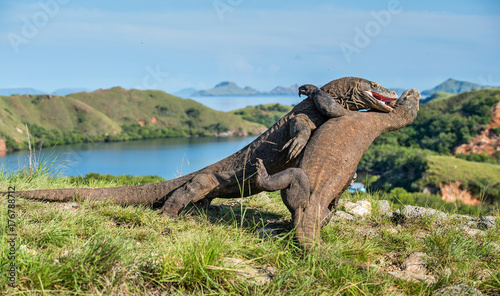 The Fighting of Komodo dragons  Varanus komodoensis  for domination. It is the biggest living lizard in the world. Island Rinca. Indonesia.