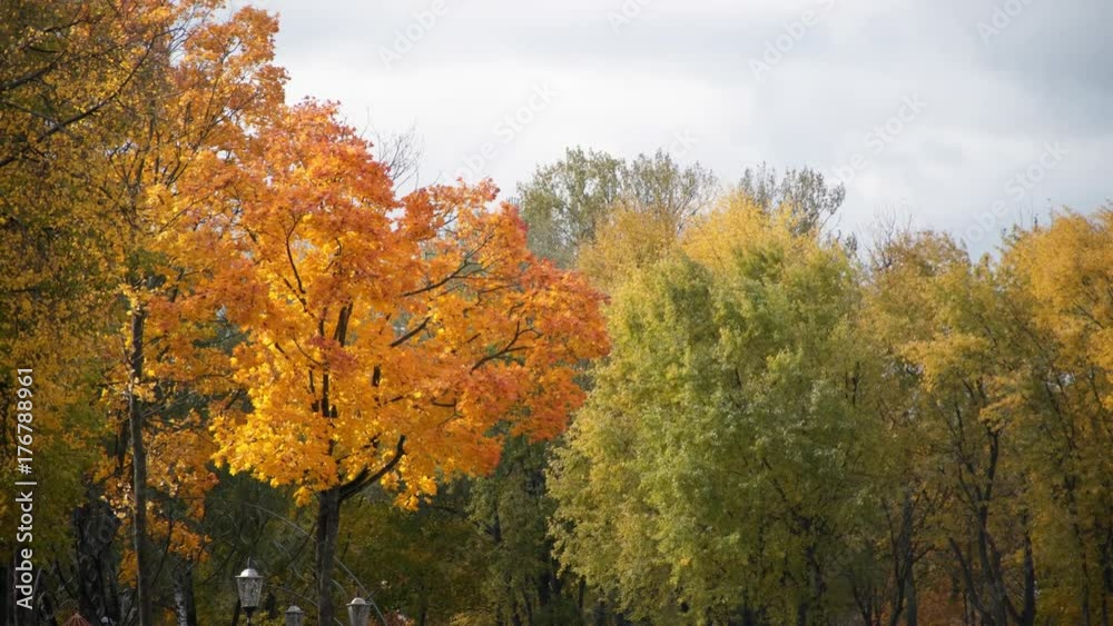 Autumn yellow maple trees in the wind. Autumn yellow maple trees in the wind.