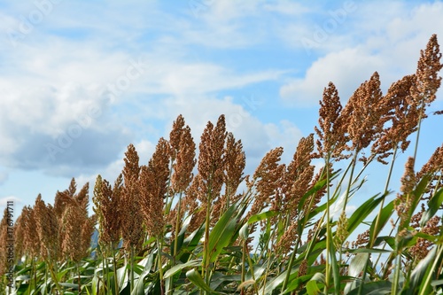 秋のヒエ（稗）-Japanese barnyard millet
 photo