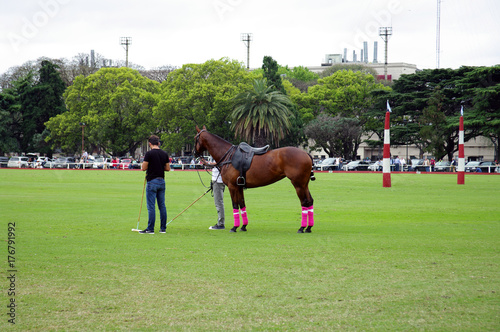 Cavalier et monture patientant lors d'un match de polo - 8