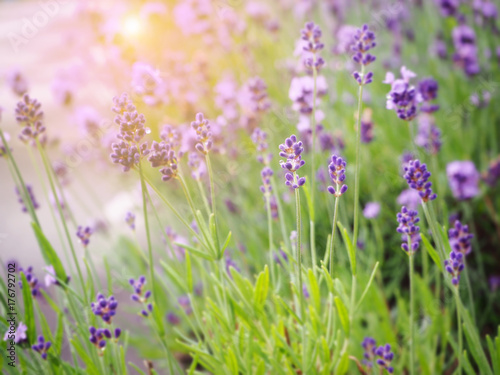 Abstract lavender for background